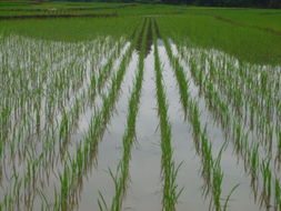 文山農業信息網 打造現代農業發展的智慧橋梁